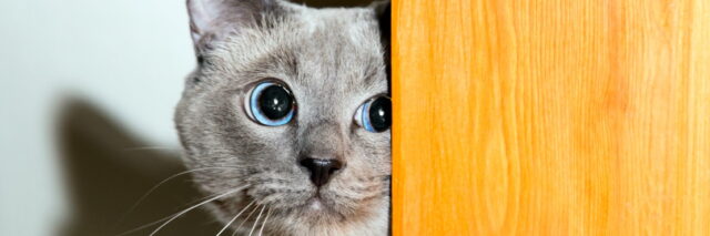 коты и кошки