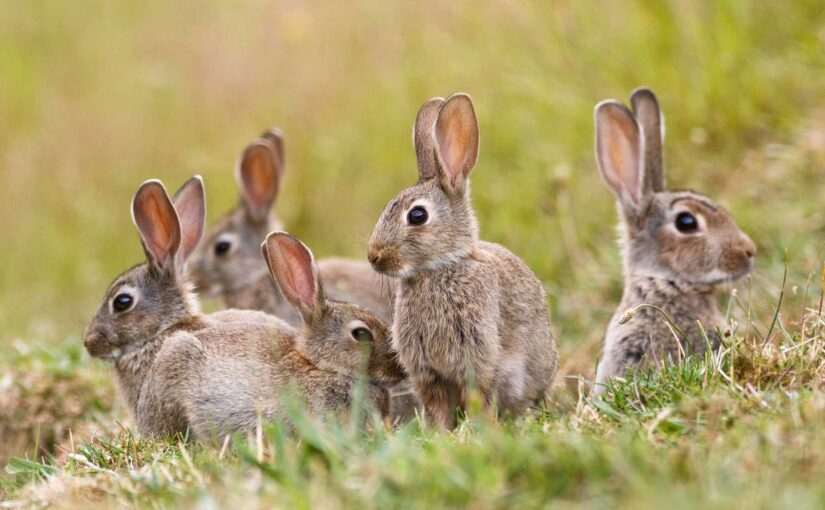 Размножение кроликов в дикой природе на Святой Руси