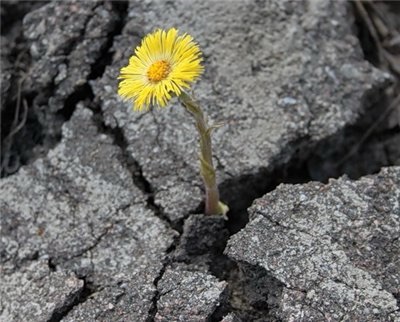 Желание жить с точки зрения психологии: что такое