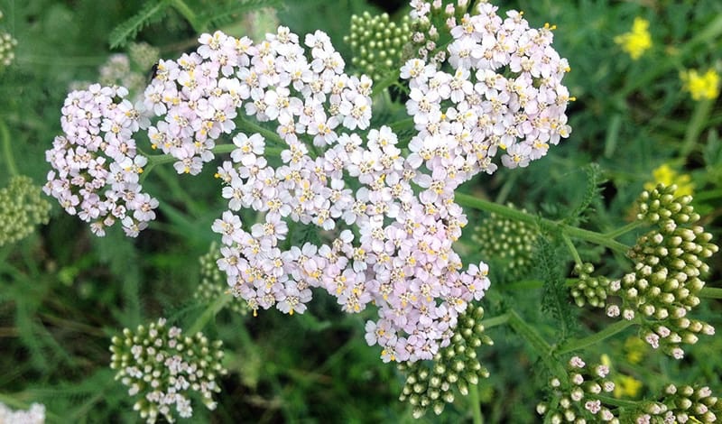 Тысячелистник: что такое