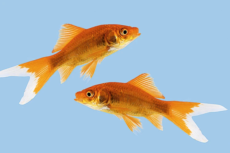 Успех vs удача с точки зрения психологии: что такое