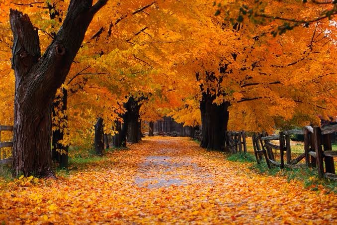 Осень с точки зрения психологии: что такое